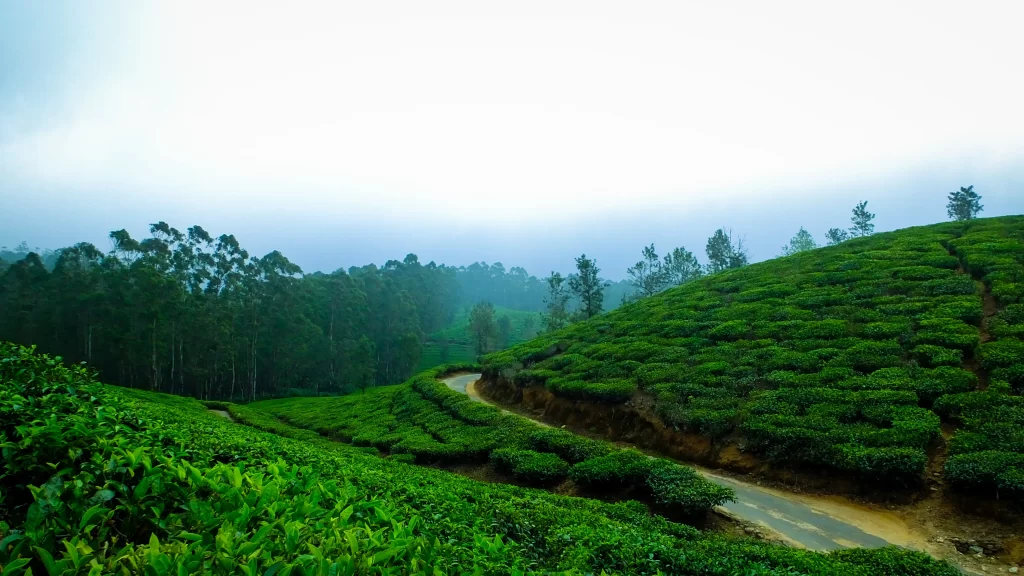 Tea Garden, Darjeeling snowfall places