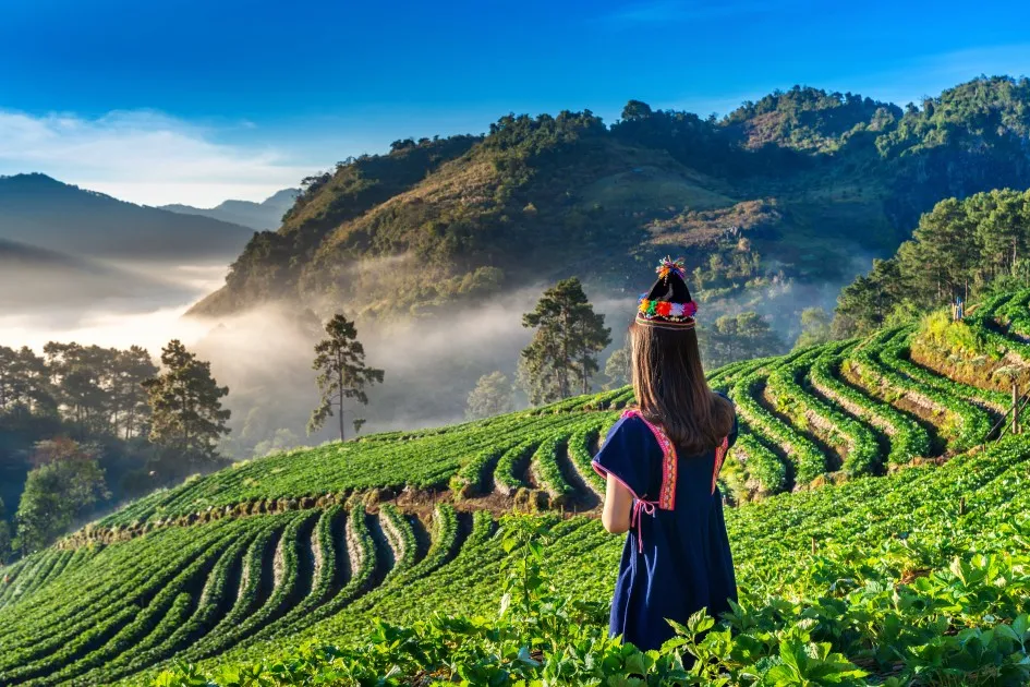 Green Tea Garden