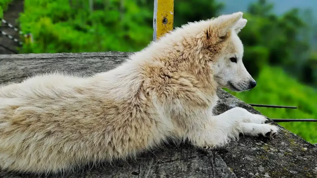 Cute Puppy in Munsong, Kalimpong