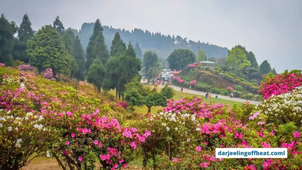 Delo Park in Kalimpong. Beautiful flowers in Delo Park. Pink Flowers in Delo Park.