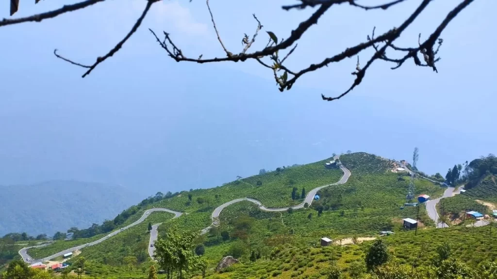 Tea garden from Tinchuley
