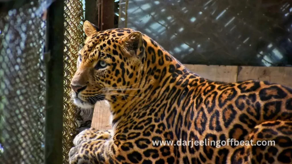 Leopard at Darjeeling zoo
