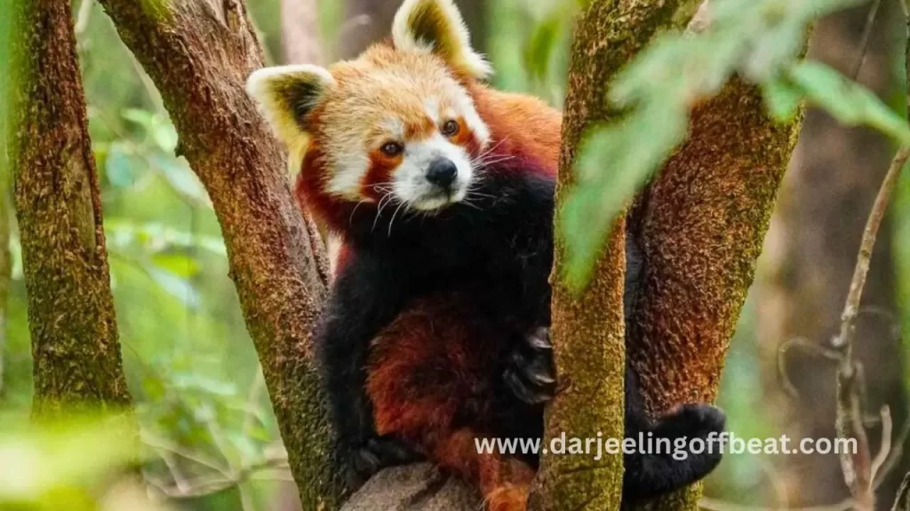 Red Panda at Darjeeling Zoo
