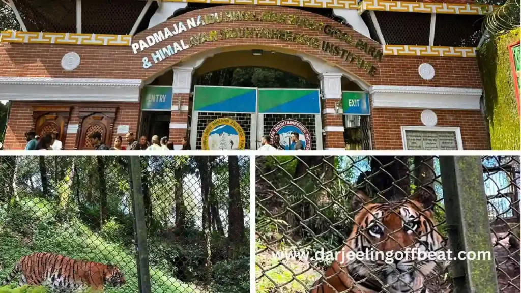 Darjeeling zoo collage