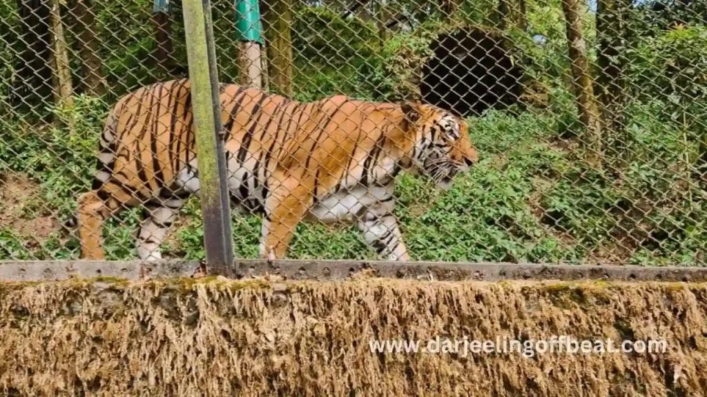Royal Bengal Tiger at Darjeeling zoo
