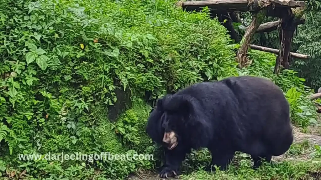 Black Bear at Darjeeling zoo