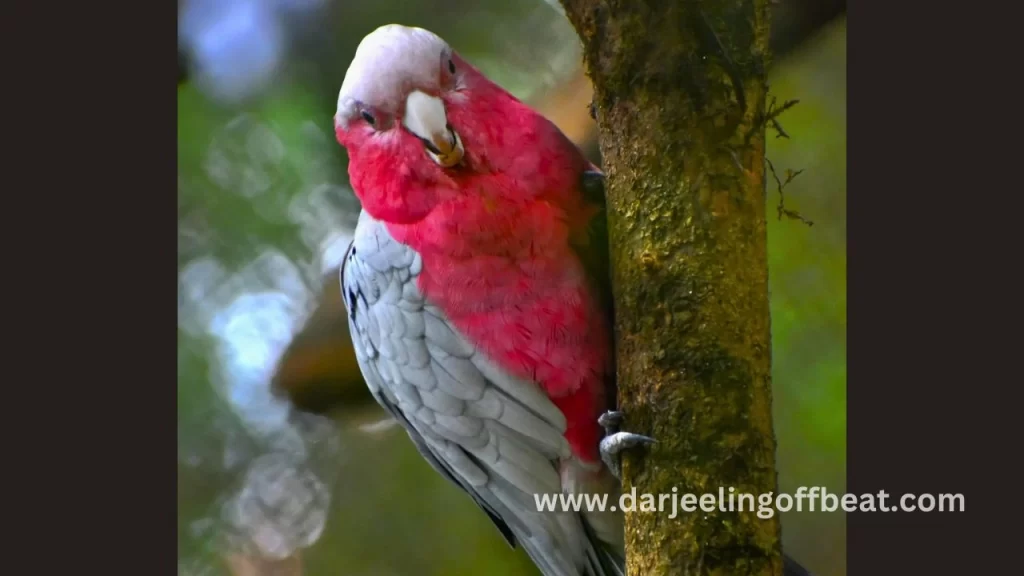 Bird at Himalayan Zoo Darjeeling