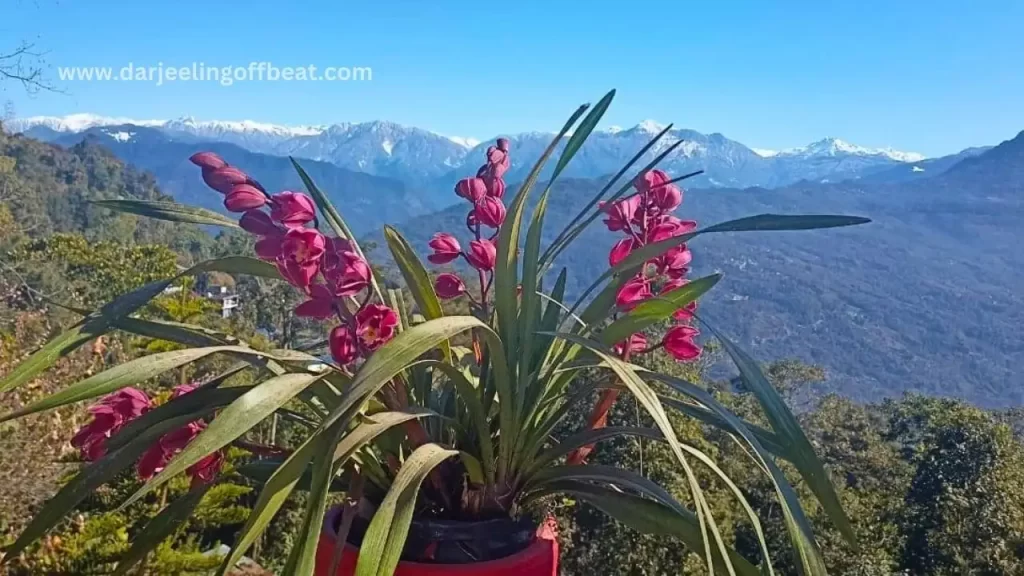 Algarah Views
