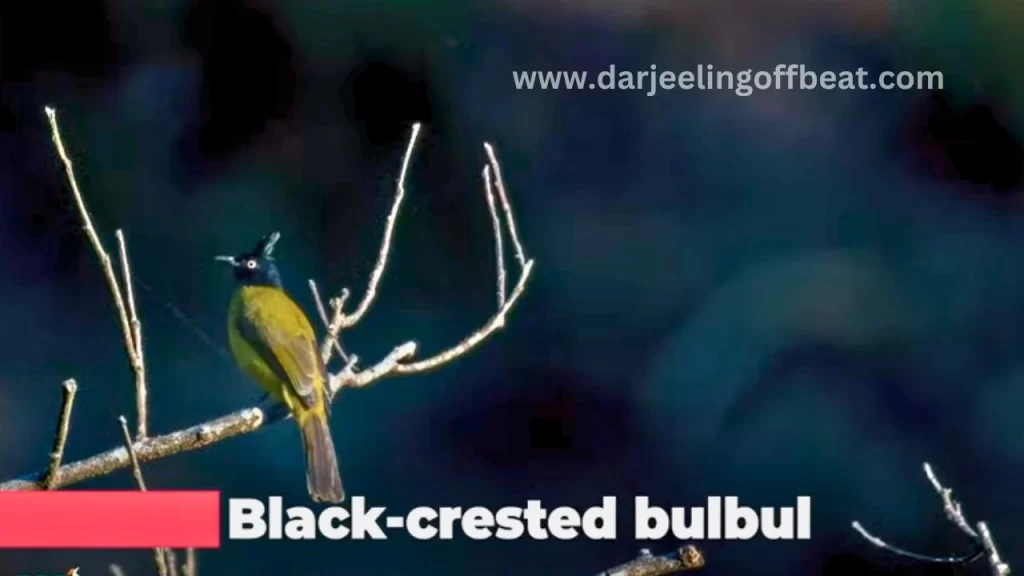Black crested Bulbul