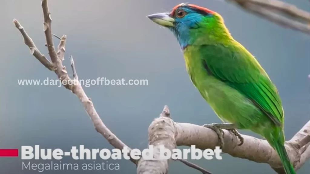 Blue Throated Barbet
