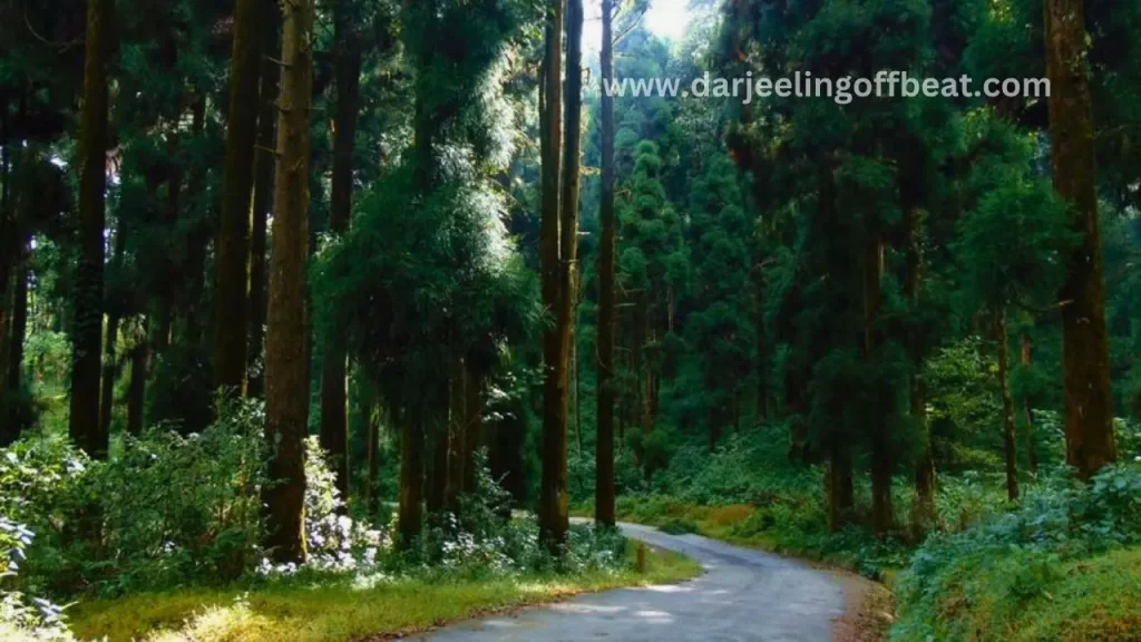 Forest at Lolegaon
