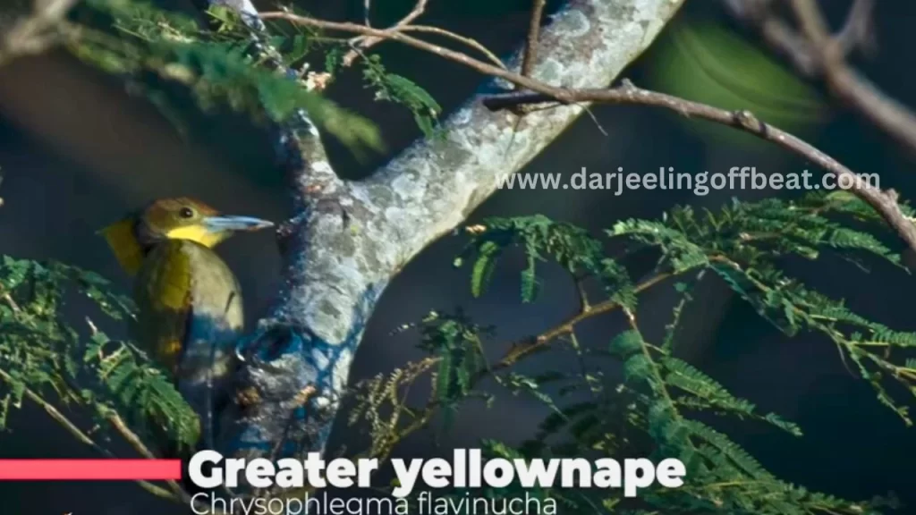 Greater yellownape