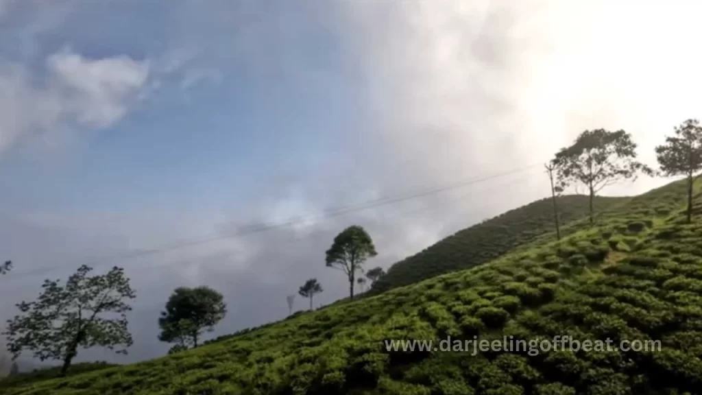 Mahaldiram Tea estate