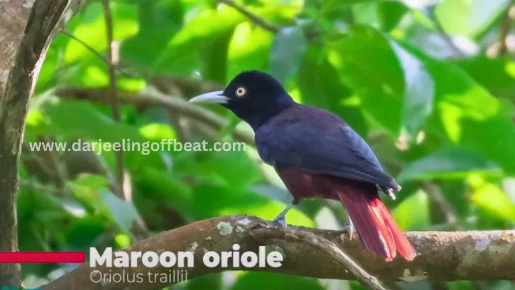 Maroon Oriole