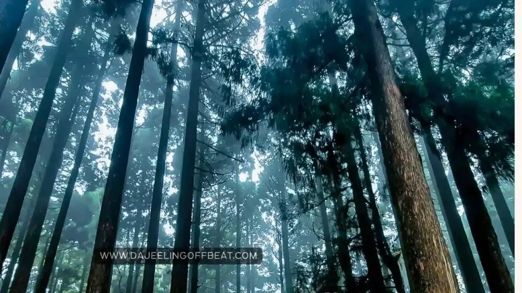 Pine forest in Bagora