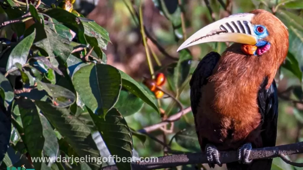 Rufous naked Hornbill