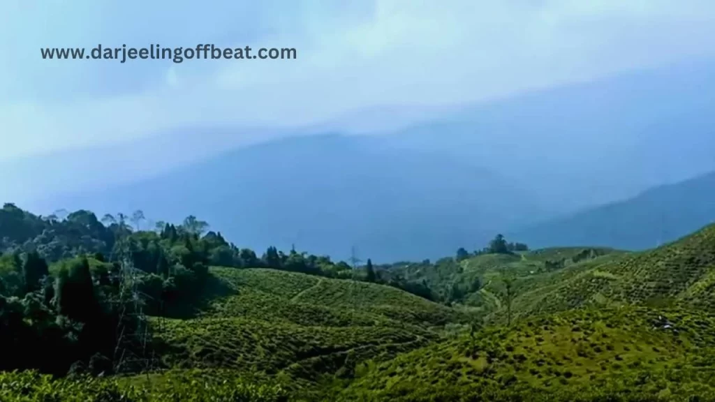 Sath Bigha tea garden_