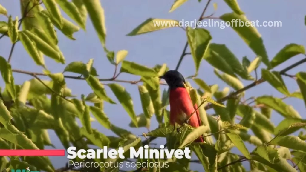 Scarlet Minivet