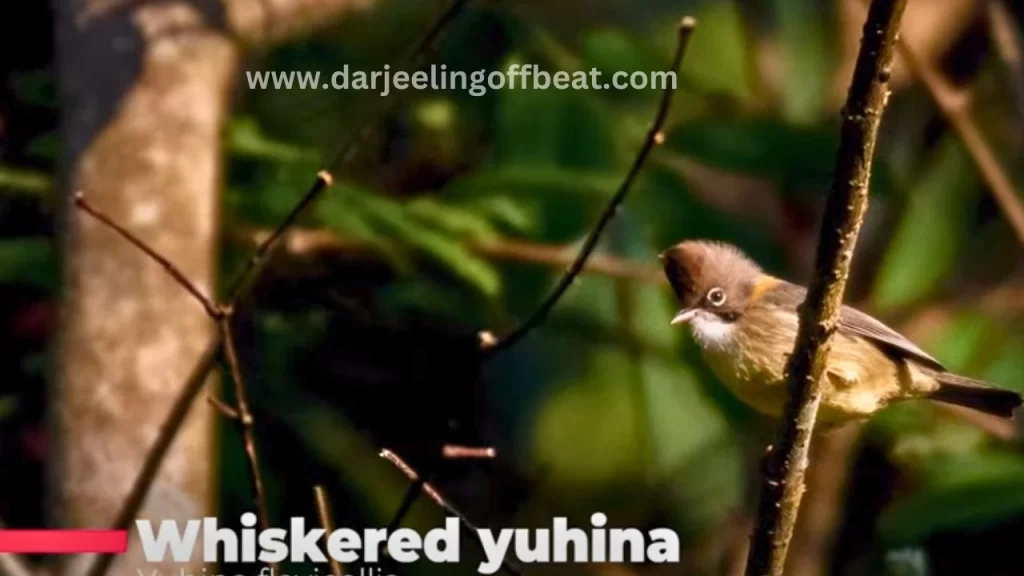 Whiskered Yuhina