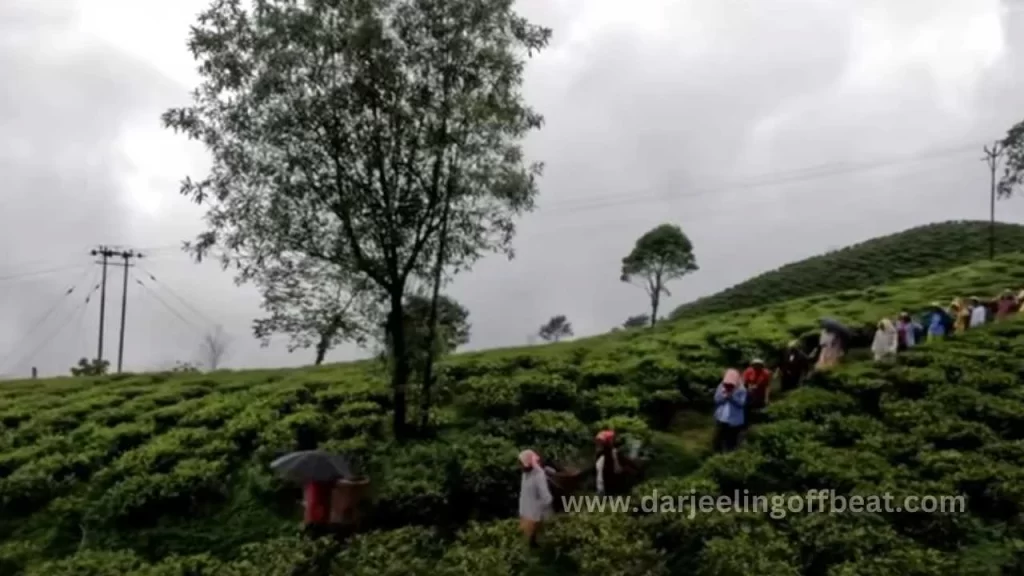 Workers in Tea garden