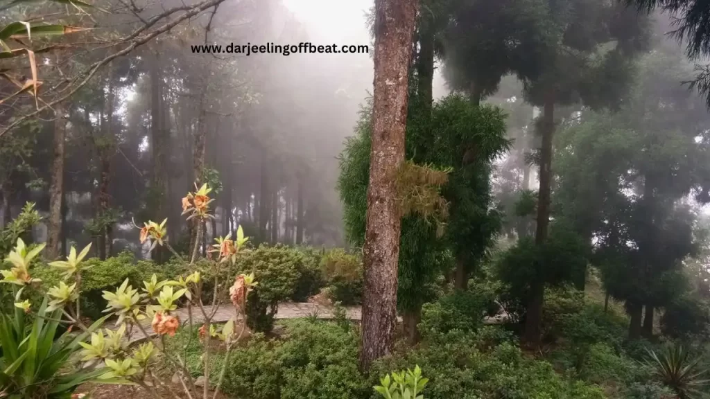 Pine trees in Dealo