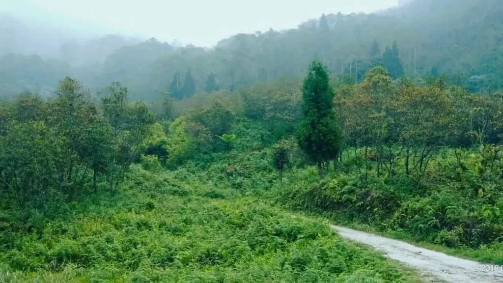 Cinchona Plantation