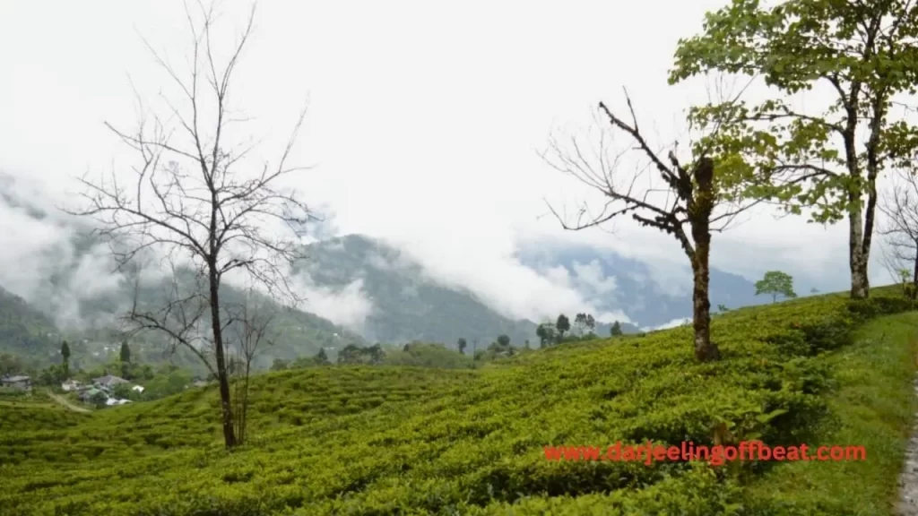 Tea Garden Jhandi
