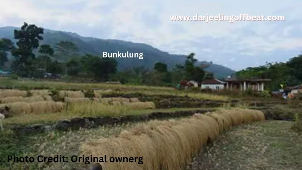 Bunkulung Homestay outside paddy Field