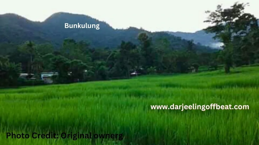 Green Paddy FieldPhoto Bunkulung