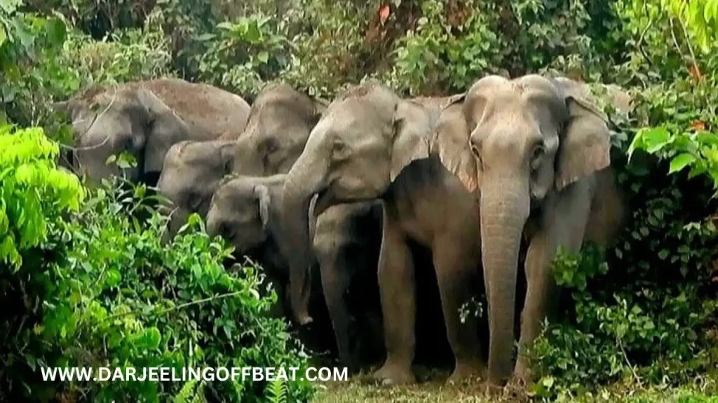 BUXA TIGER RESERVE