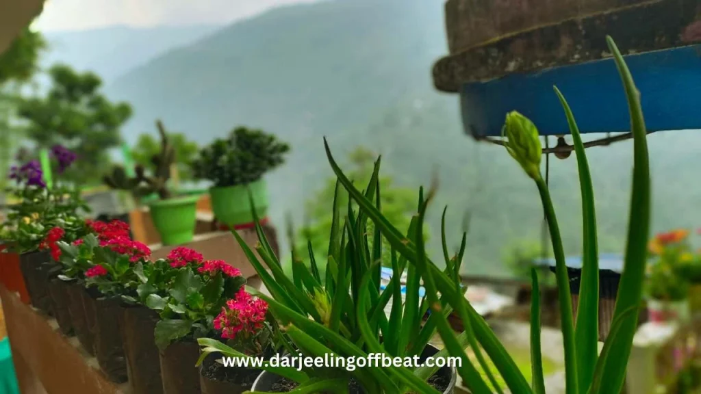 Flowers at Majua Homestay