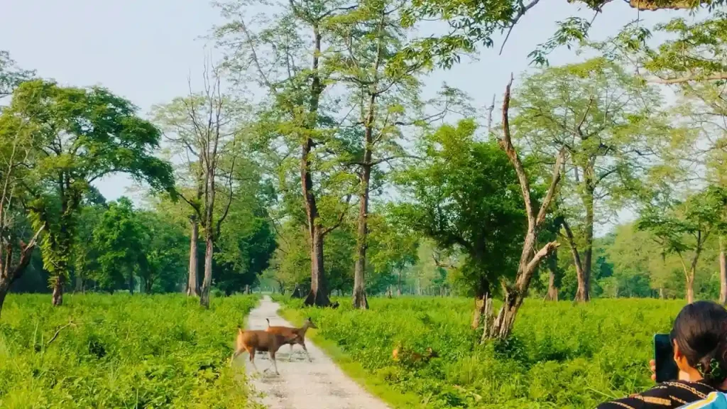 Jaldapara National Park