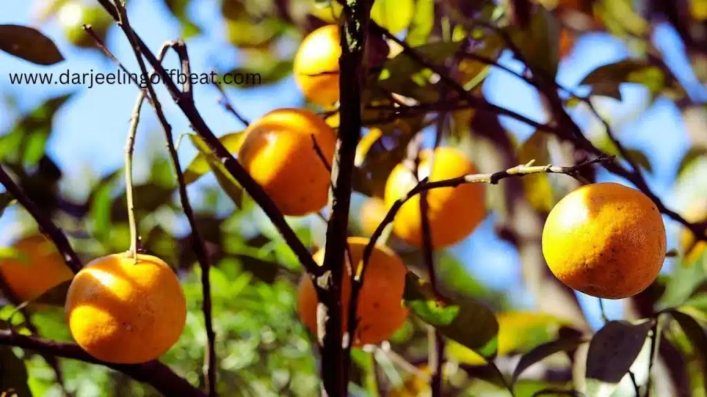 Orange Garden Sittong