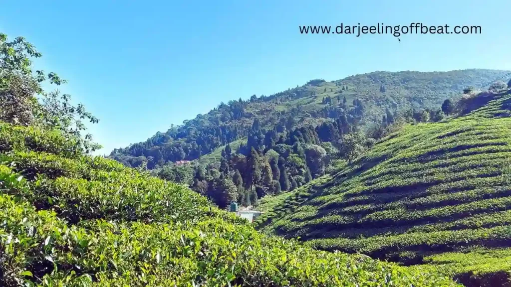 Tea Garden Sittong
