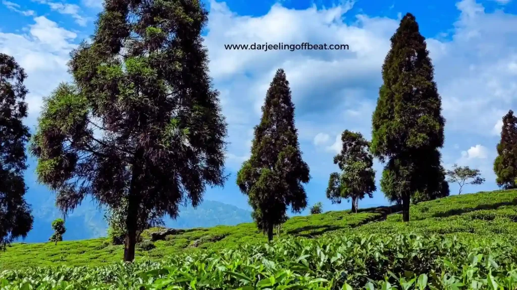 Rongli Tea Garden
