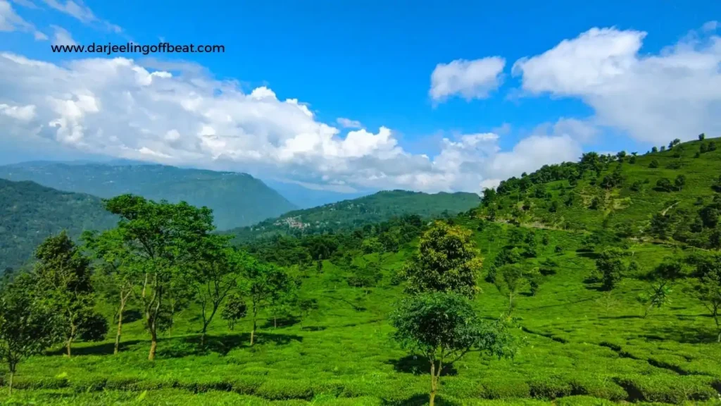 Takdah Tea Garden