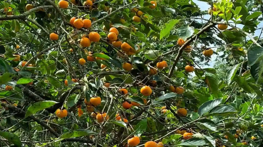 Biksthang West Sikkim Orange Garden