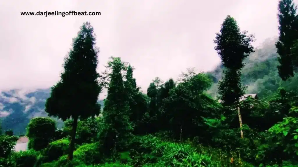 Mairun Gaon
