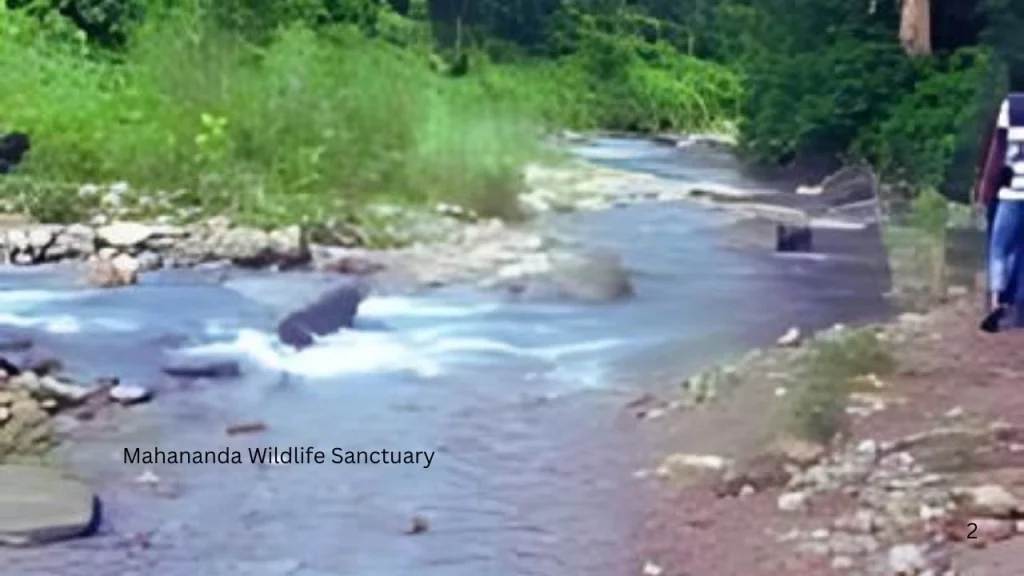 Mahananda Wildlife Sanctuary 