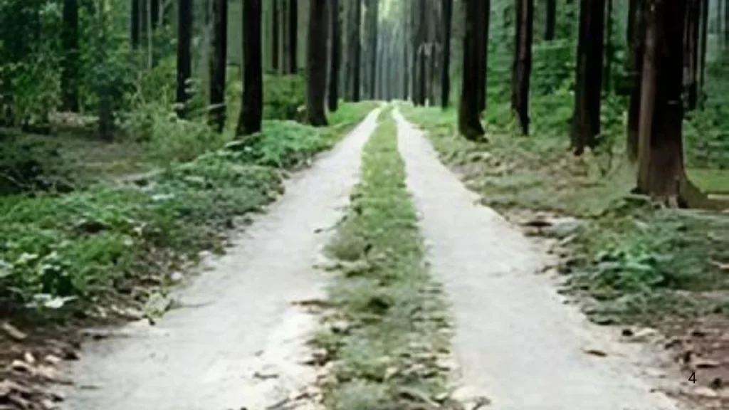 Mahananda Wildlife Sanctuary Jungle Road