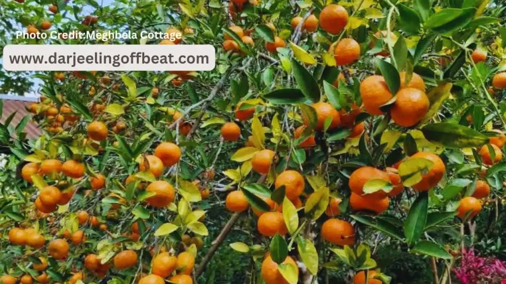 Orange Garden Sittong