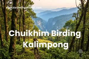 Chuikhim birding Kalimpong