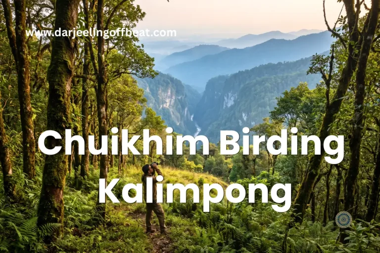 Chuikhim birding Kalimpong